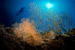 Diving in Ciovo, Trogir